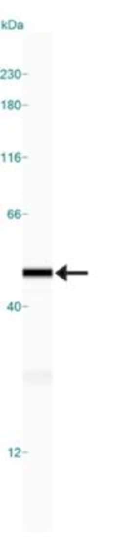 beta-Actin Antibody, Novus Biologicals:Antibodies:Primary Antibodies