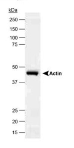beta-Actin Antibody, Novus Biologicals:Antibodies:Primary Antibodies