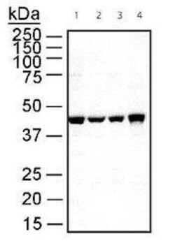 beta-Actin Antibody, Novus Biologicals:Antibodies:Primary Antibodies