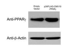 beta-Actin Antibody, Novus Biologicals:Antibodies:Primary Antibodies