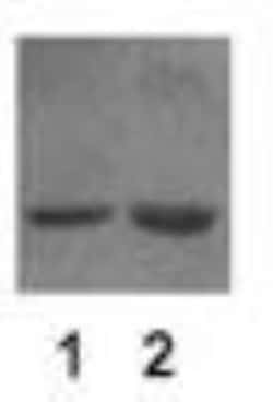 beta-Actin Antibody, Novus Biologicals:Antibodies:Primary Antibodies