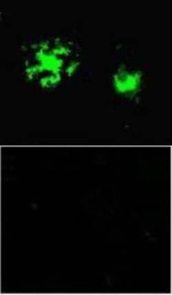 beta Amyloid, Pyro Glu11 Antibody, Novus Biologicals 0.05mg; Unlabeled:Antibodies,