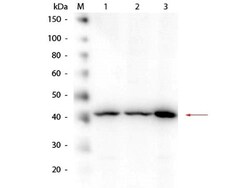 beta Amyloid Antibody, Novus Biologicals 0.1mg; Unlabeled:Antibodies, Polyclonal
