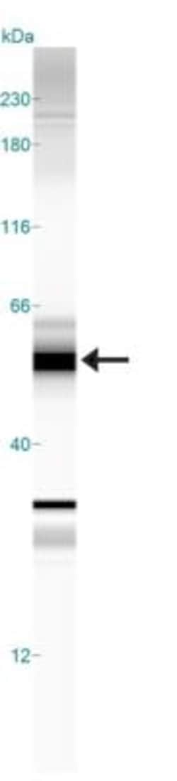 beta-Arrestin 2 Antibody - BSA Free, Novus Biologicals:Antibodies:Primary