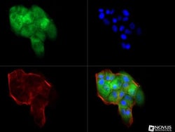 beta-Catenin Antibody (12F7) - BSA Free, Novus Biologicals 0.1mL; Unlabeled:Antibodies,