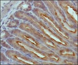 beta-Catenin Antibody (12F7) - BSA Free, Novus Biologicals 0.1mL; Unlabeled:Antibodies,
