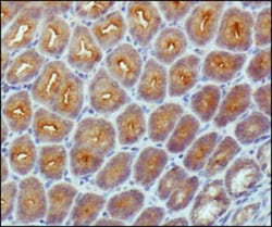beta-Catenin Antibody (12F7) - BSA Free, Novus Biologicals 0.1mL; Unlabeled:Antibodies,