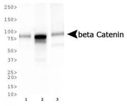 beta-Catenin Antibody (12F7) - BSA Free, Novus Biologicals 0.1mL; Unlabeled:Antibodies,