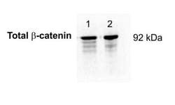 beta-Catenin Antibody (12F7) - BSA Free, Novus Biologicals 0.1mL; Unlabeled:Antibodies,
