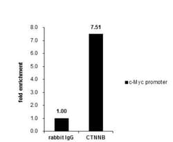 beta-Catenin Antibody, Novus Biologicals 0.1mg; Unlabeled:Antibodies, Polyclonal