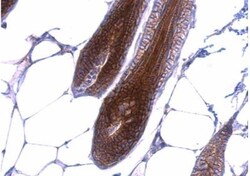 beta-Catenin Antibody, Novus Biologicals 0.1mg; Unlabeled:Antibodies, Polyclonal