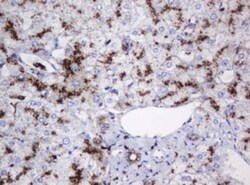 beta-Galactosidase-1/GLB1 Antibody (OTI1C9), Novus Biologicals 0.1mL; Unlabeled:Antibodies,