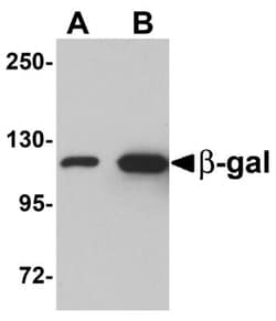 beta Galactosidase Antibody - BSA Free, Novus Biologicals 0.1mg; Unlabeled:Antibodies,