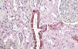 Beta Ig-h3/TGFBI Antibody, Novus Biologicals 0.1mg; Unlabeled:Antibodies,