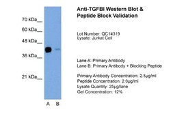 Beta Ig-h3/TGFBI Antibody, Novus Biologicals 0.1mg; Unlabeled:Antibodies,