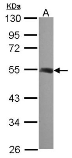 beta II Tubulin A Antibody, Novus Biologicals 0.1mL; Unlabeled:Antibodies,