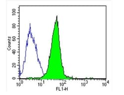 beta Tubulin Antibody (BT7R) - Azide and BSA Free, Novus Biologicals:Antibodies:Primary