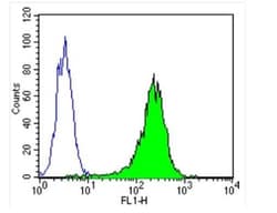 beta Tubulin Antibody (BT7R) - Azide and BSA Free, Novus Biologicals:Antibodies:Primary