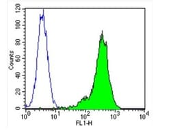 beta Tubulin Antibody (BT7R) - Azide and BSA Free, Novus Biologicals:Antibodies:Primary