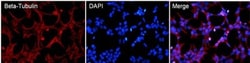 beta Tubulin Antibody (BT7R) - Azide and BSA Free, Novus Biologicals:Antibodies:Primary
