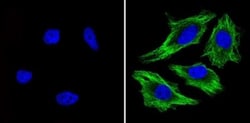beta Tubulin Antibody (BT7R) - Azide and BSA Free, Novus Biologicals:Antibodies:Primary