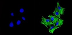 beta Tubulin Antibody (BT7R) - Azide and BSA Free, Novus Biologicals:Antibodies:Primary