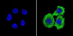 beta Tubulin Antibody (BT7R) - Azide and BSA Free, Novus Biologicals:Antibodies:Primary