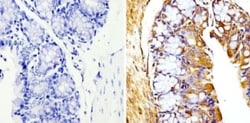 beta Tubulin Antibody (BT7R) - Azide and BSA Free, Novus Biologicals:Antibodies:Primary