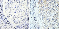 beta Tubulin Antibody (BT7R) - Azide and BSA Free, Novus Biologicals:Antibodies:Primary