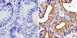 beta Tubulin Antibody (BT7R) - Azide and BSA Free, Novus Biologicals:Antibodies:Primary