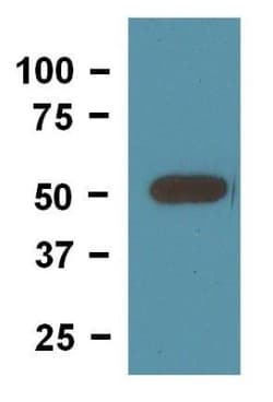 beta Tubulin Antibody (BT7R) - Azide and BSA Free, Novus Biologicals:Antibodies:Primary
