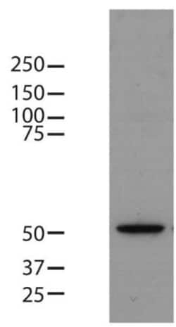 beta Tubulin Antibody (BT7R) - Azide and BSA Free, Novus Biologicals:Antibodies:Primary