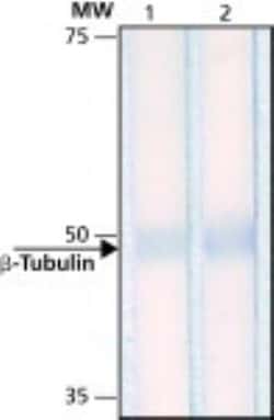 beta Tubulin Antibody (D66), Novus Biologicals 0.1mL; Unlabeled:Anticorps,