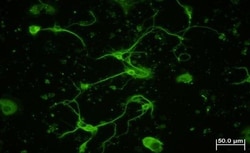 beta Tubulin Antibody - BSA Free, Novus Biologicals 0.025mL; Unlabeled:Antibodies,