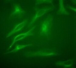 beta Tubulin Antibody - BSA Free, Novus Biologicals 0.025mL; Unlabeled:Antibodies,