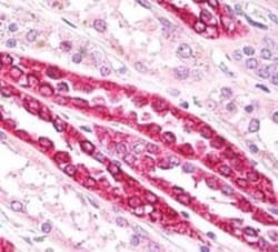 beta Tubulin Antibody, Novus Biologicals:Antibodies:Primary Antibodies