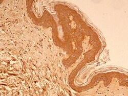 beta Tubulin Antibody - BSA Free, Novus Biologicals 0.025mL; Unlabeled:Antibodies,
