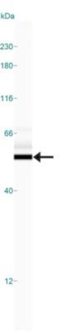 beta Tubulin Antibody - BSA Free, Novus Biologicals 0.025mL; Unlabeled:Antibodies,