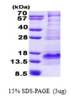 Novus Biologicals&trade;&nbsp;Recombinant Human Bex1 His Protein