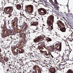 BEX4 Antibody, Novus Biologicals 0.1mL; Unlabeled:Antibodies, Polyclonal