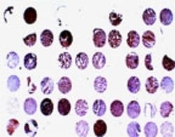 BFAR Antibody, Novus Biologicals 0.05mL; Unlabeled:Antibodies, Polyclonal