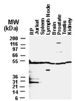 BFAR Antibody, Novus Biologicals 0.05 mL | Buy Online | Novus Biologicals | Fisher Scientific