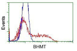 BHMT Antibody (OTI3E11), Novus Biologicals 0.1mL; Unlabeled:Antibodies,