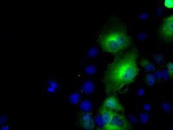 BHMT Antibody (OTI3E11), Novus Biologicals 0.1mL; Unlabeled:Antibodies,