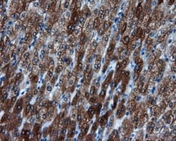 BHMT Antibody (OTI3E11), Novus Biologicals 0.1mL; Unlabeled:Antibodies,