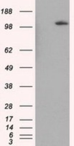 BHMT Antibody (OTI3E11), Novus Biologicals 0.1mL; Unlabeled:Antibodies,