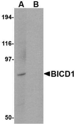 BICD1 Antibody - BSA Free, Novus Biologicals 0.1mg; Unlabeled:Antibodies,