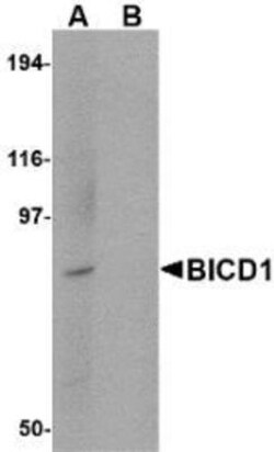 Novus Biologicals&trade;&nbsp;BICD1 Antibody Blocking Peptide
