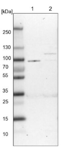BICD2 Antibody, Novus Biologicals 25 &mu;L; Unlabeled:Antibodies, Polyclonal