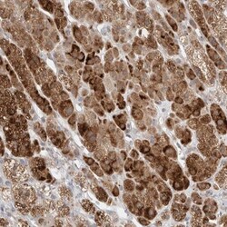 BICD2 Antibody, Novus Biologicals 25 &mu;L; Unlabeled:Antibodies, Polyclonal